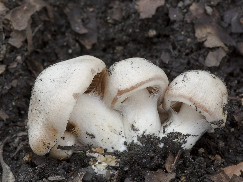 Cortinarius emollitoides